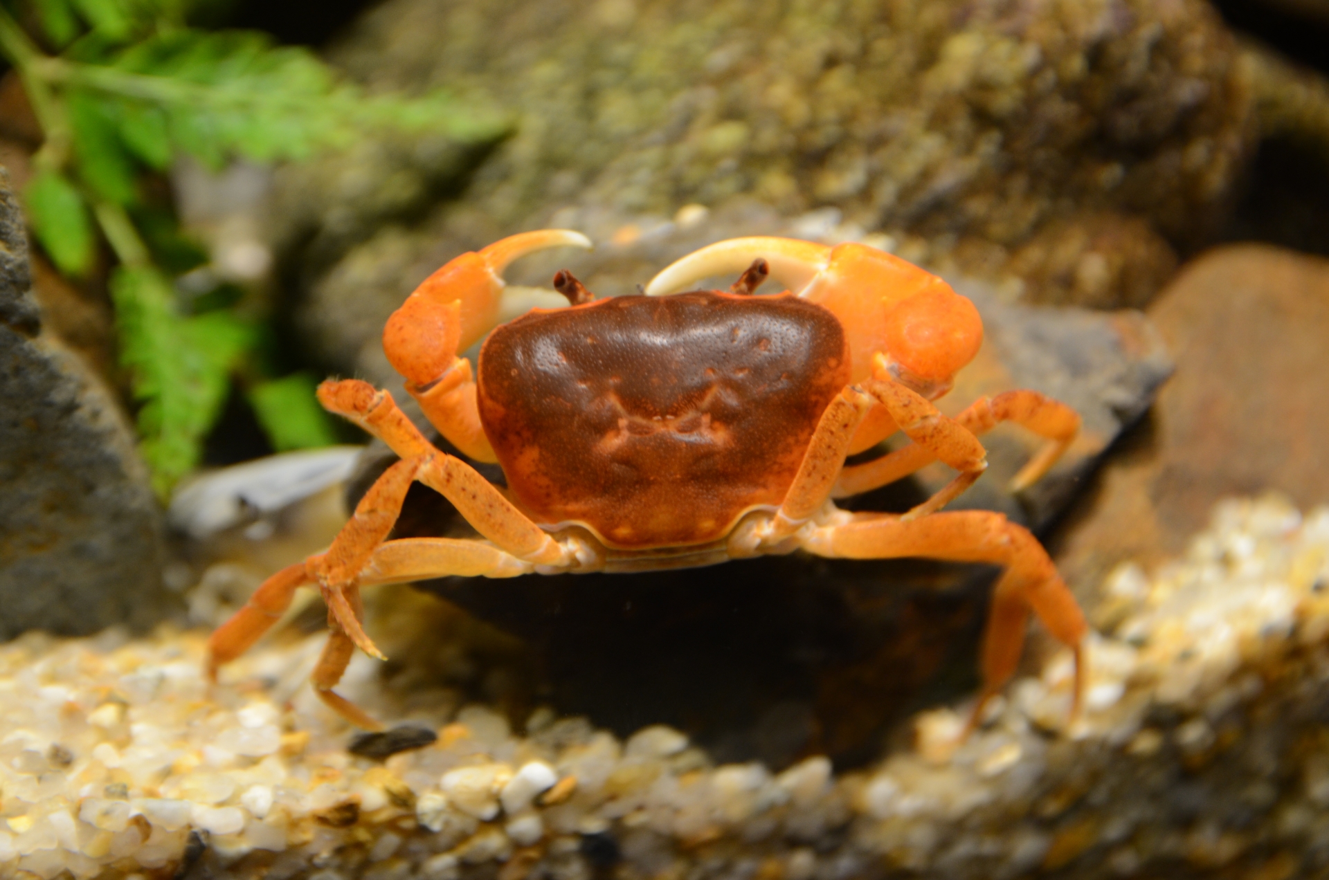 サワガニの写真