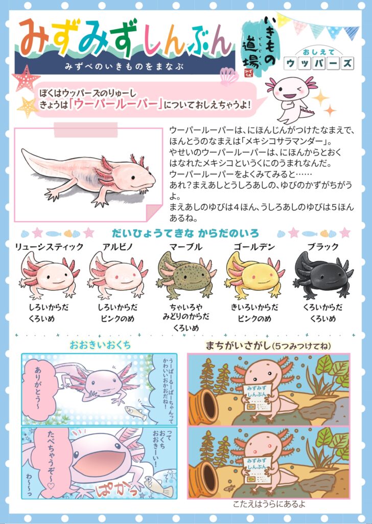 みずみず新聞1_ウーパールーパー