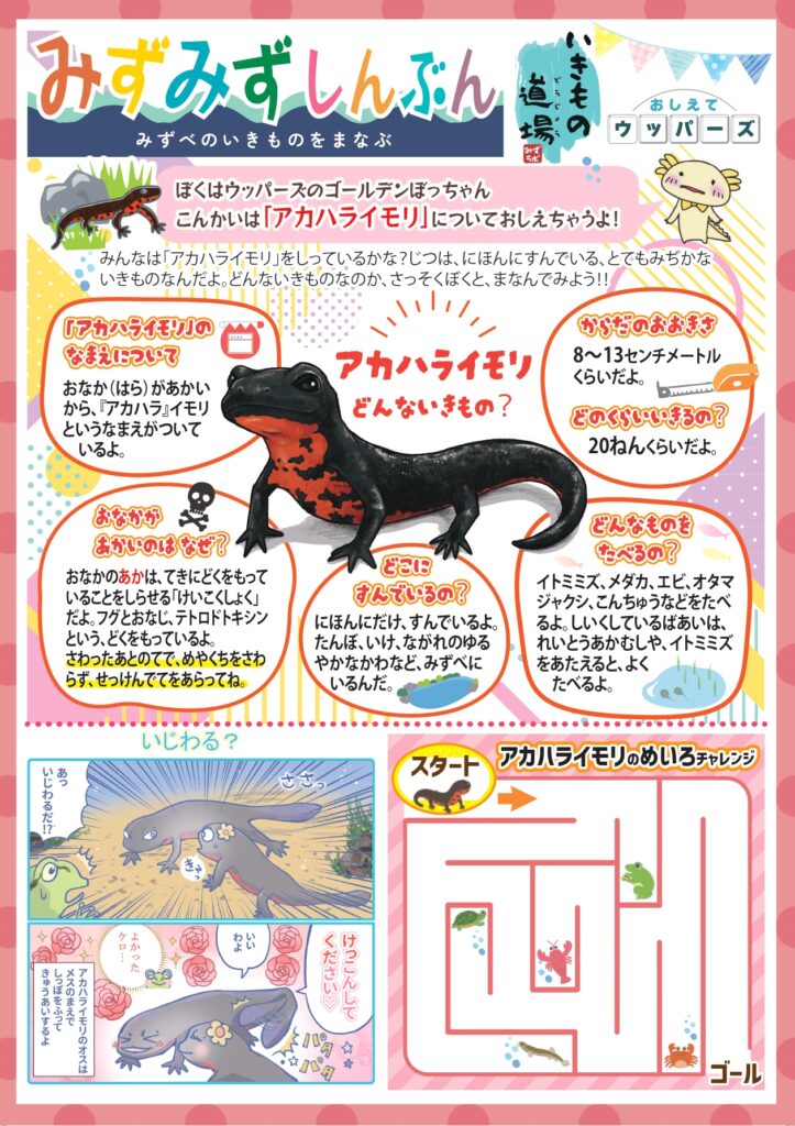 みずみず新聞9_アカハライモリ