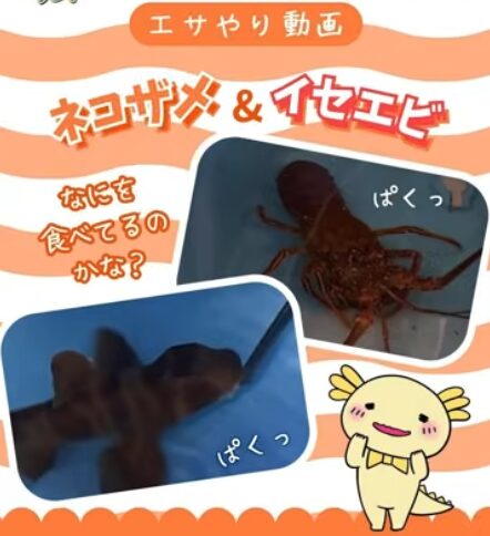 ネコザメ＆イセエビのエサやり動画