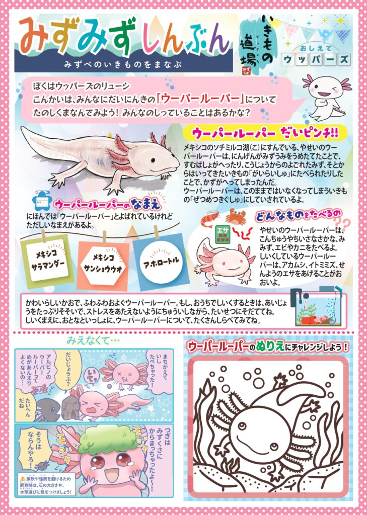 みずみず新聞10_ウーパールーパー