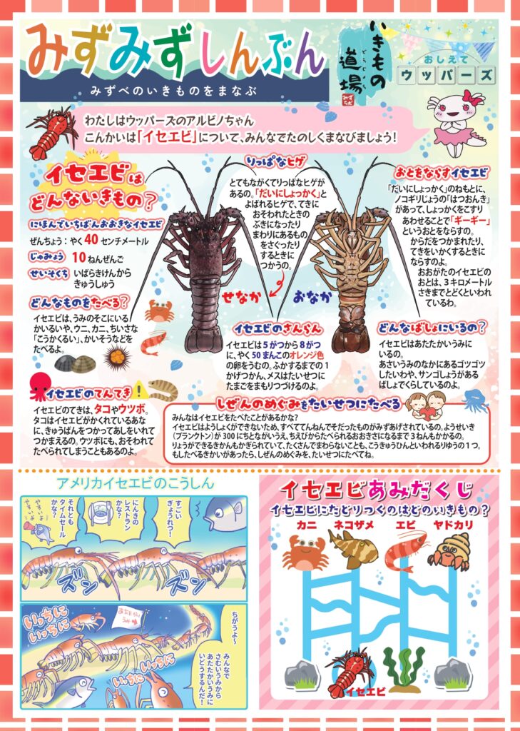 みずみず新聞12_イセエビ