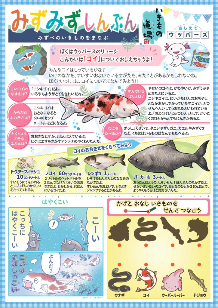 みずみず新聞7_コイ