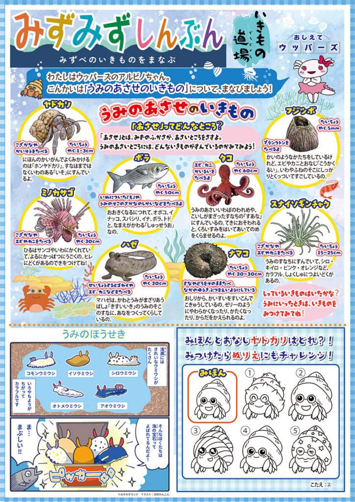 みずみず新聞海の浅瀬の生き物